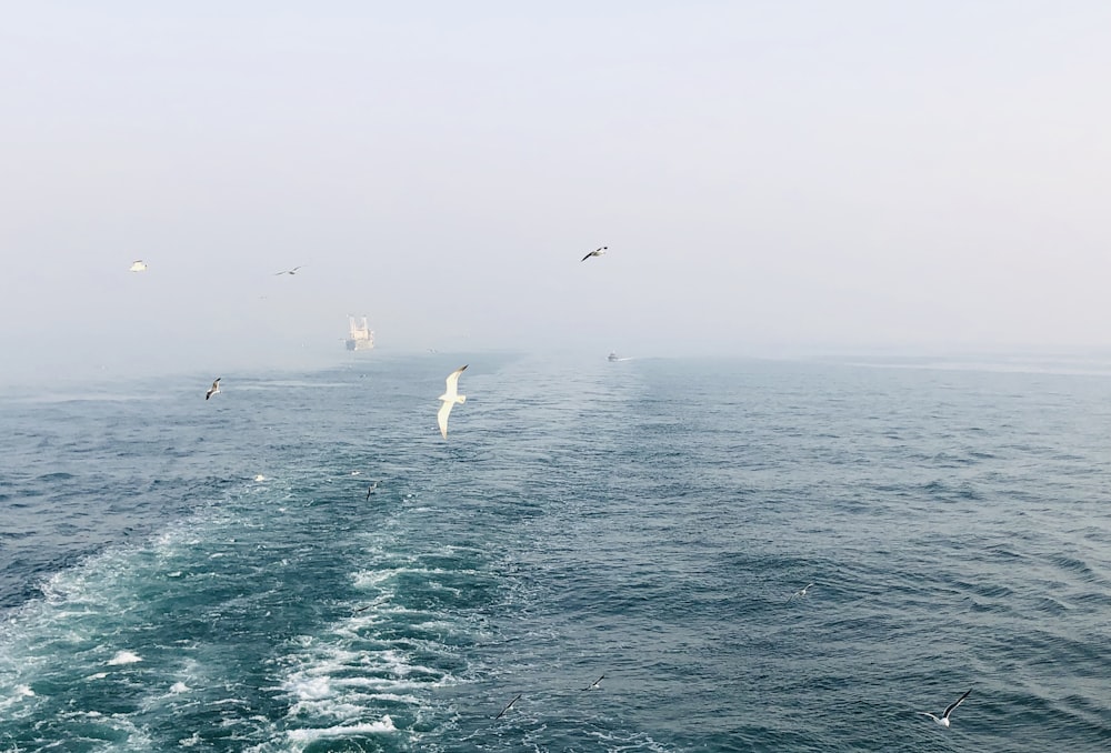 white birds flying above body of water