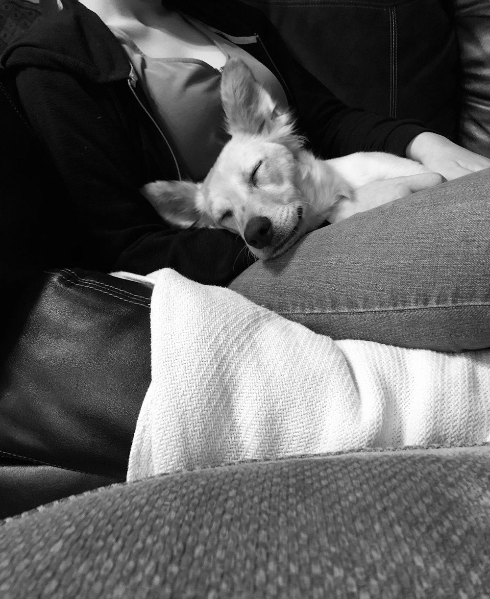 Photographie en niveaux de gris d’un chien dormant sur les genoux d’une femme