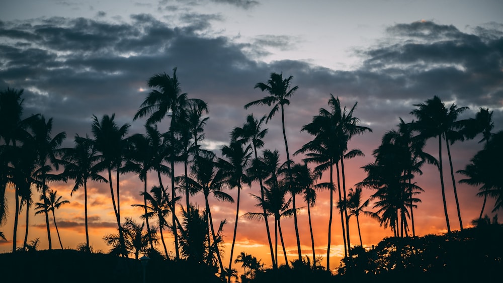 silhouette photography of coconut trees during daytime