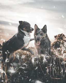 Dogs playing together on a spacious grassy field with sunlight filtering through leaves.