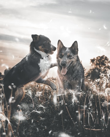 Two dogs playing together happily in a grassy field under a clear blue sky.