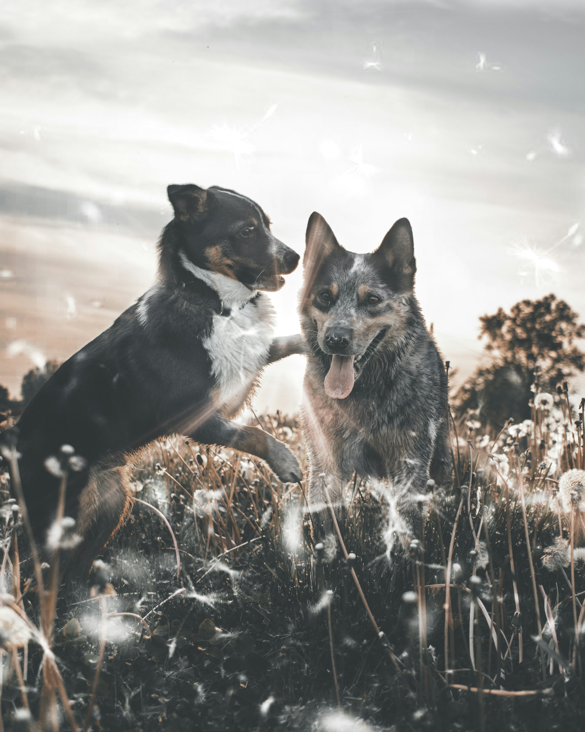 Two playful spaniels chasing each other across a moorland carpeted with soft beige grasses under a gentle sky.