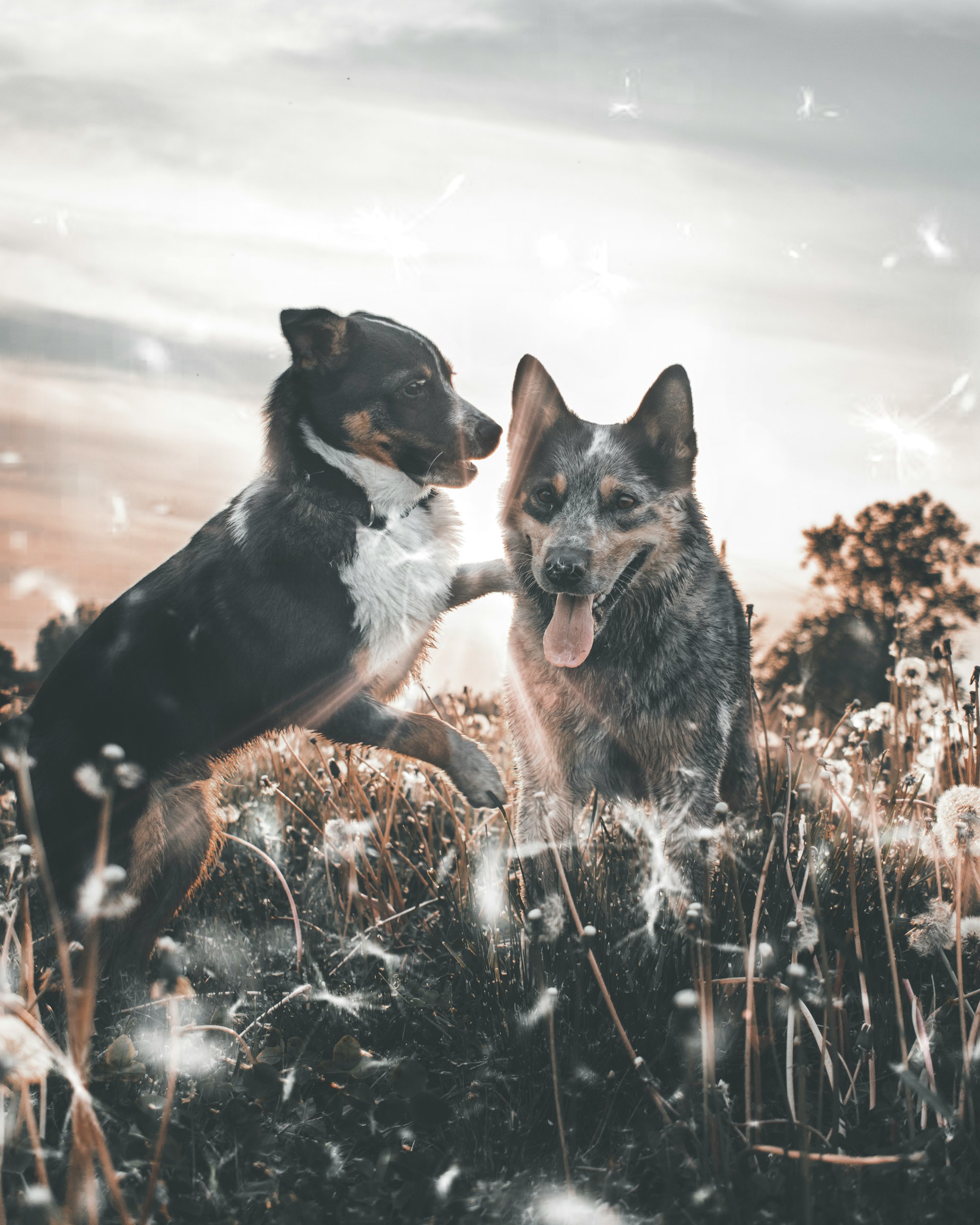 two dogs playing on dandelion fields