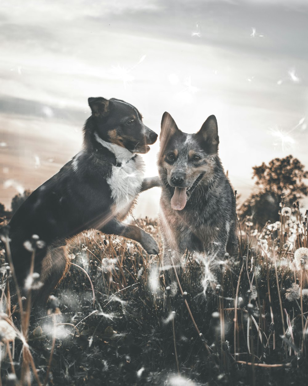 Dos perros jugando en campos de diente de león