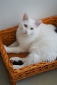 A tidy litter box with fresh, clean litter and no waste visible.