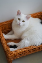A white cat with piercing green eyes rests comfortably in a woven, light brown wicker basket. The cat's fur appears soft and clean, with a small patch of black visible on its front paw. The basket is set against a simple, neutral background.