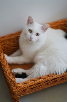 A white cat with piercing green eyes rests comfortably in a woven, light brown wicker basket. The cat's fur appears soft and clean, with a small patch of black visible on its front paw. The basket is set against a simple, neutral background.