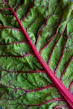 green vegetable leaf