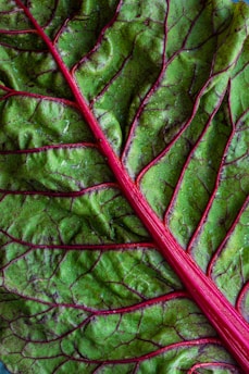 green vegetable leaf