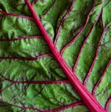 green vegetable leaf