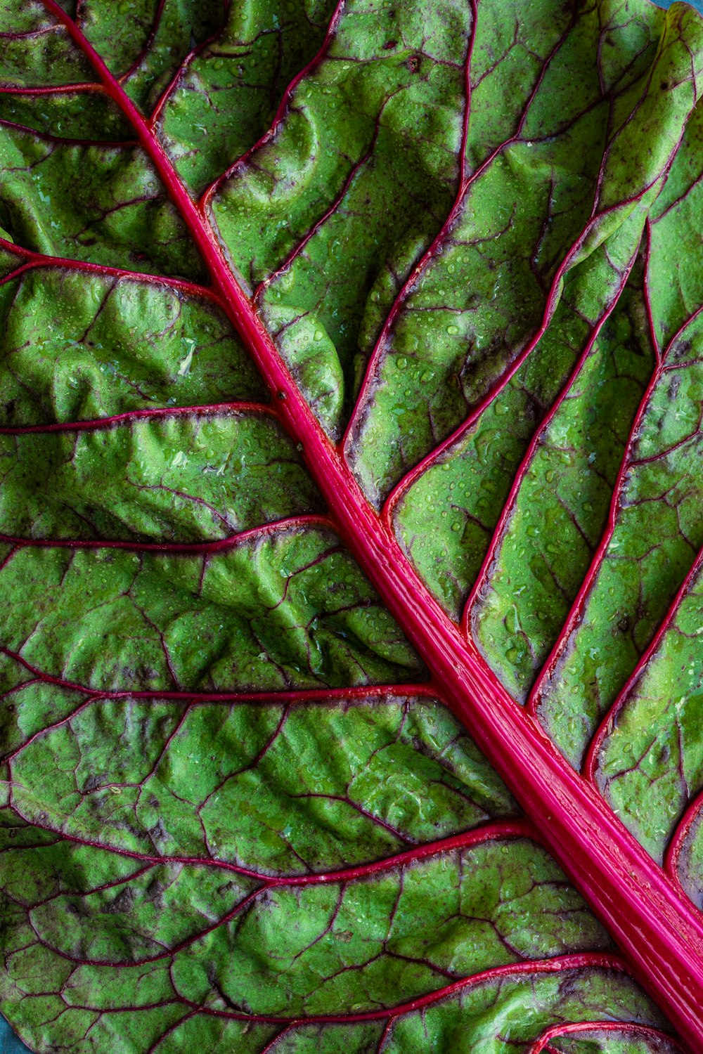 feuille de légume vert