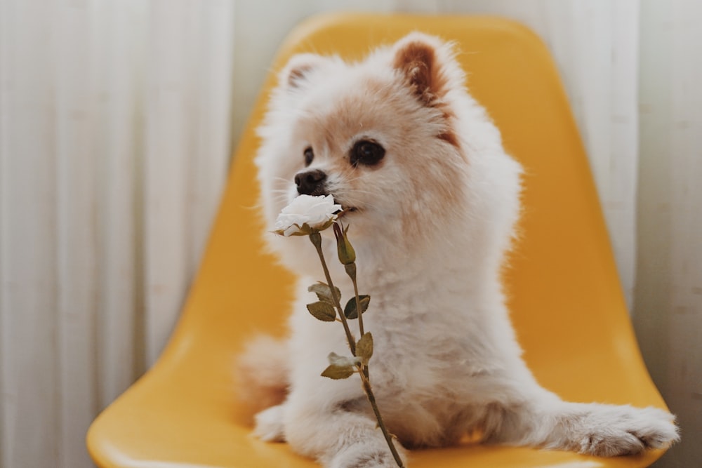 長いコートの白い子犬が白い花を噛む