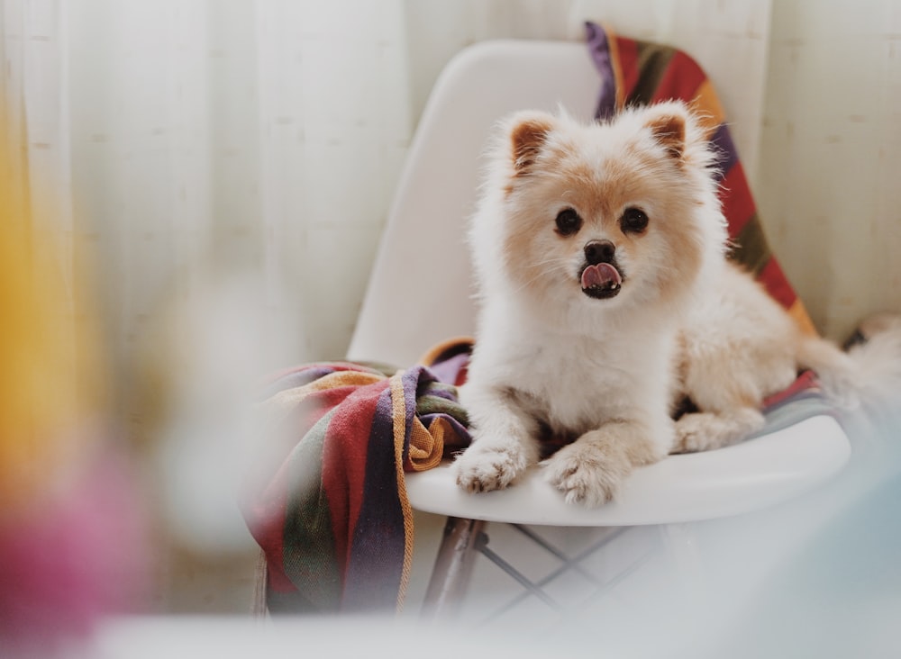 dog lying on chair