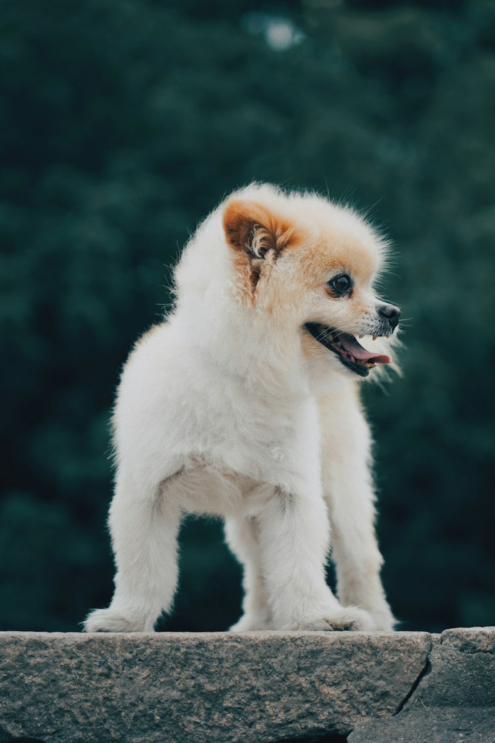 short-coated white dog