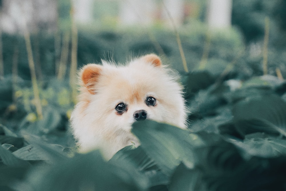 녹색 잎 뒤에 짧은 코트 베이지 색 강아지