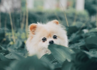 short-coat beige puppy behind green leaves