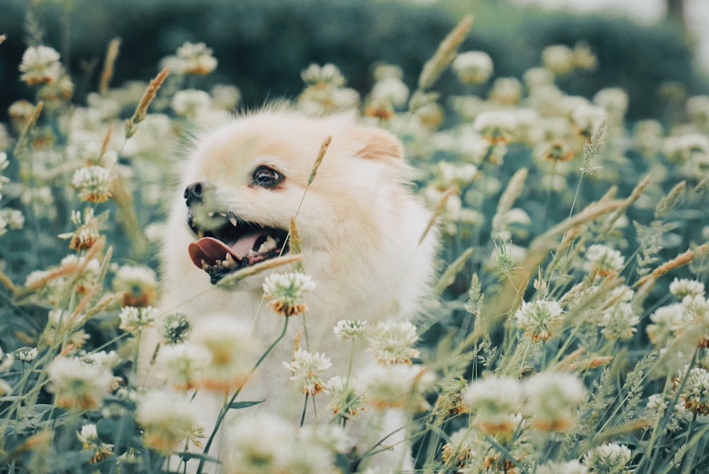 white puppy on white flower field