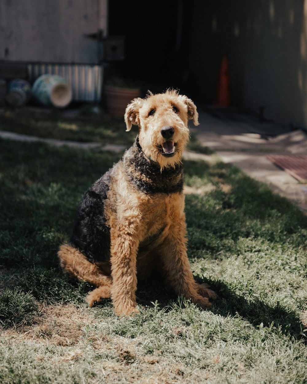 long-coated brown and black dog