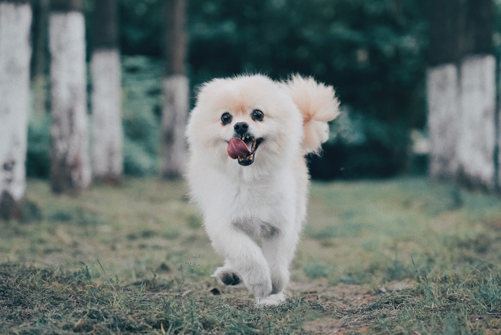 white Pomeranian dog running in green field