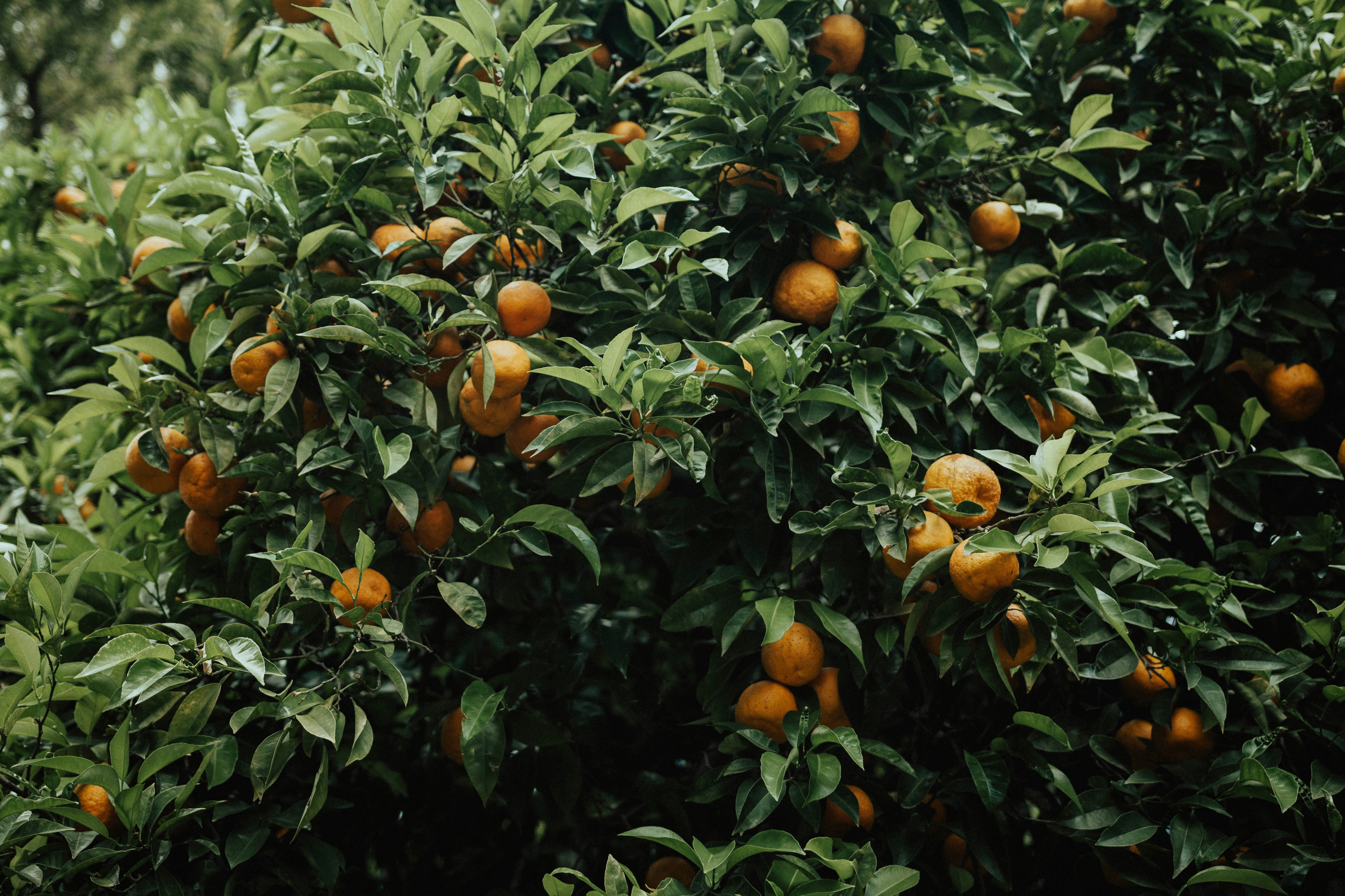 Photo by relentlessjpg