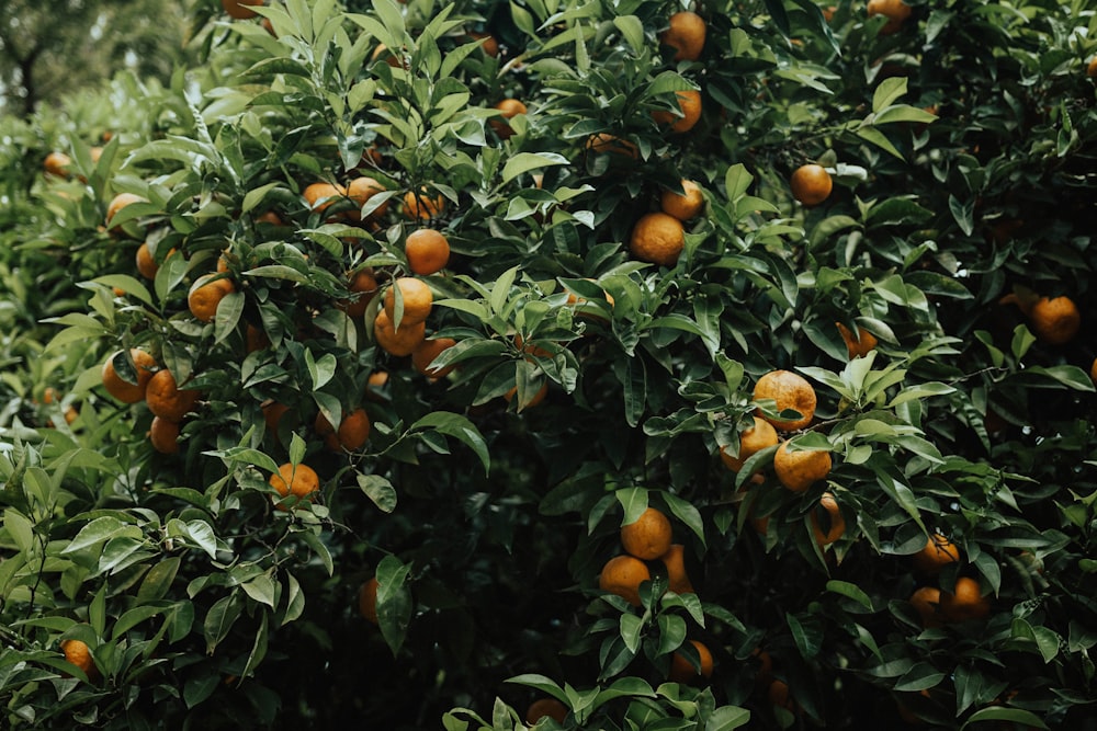 orange fruit