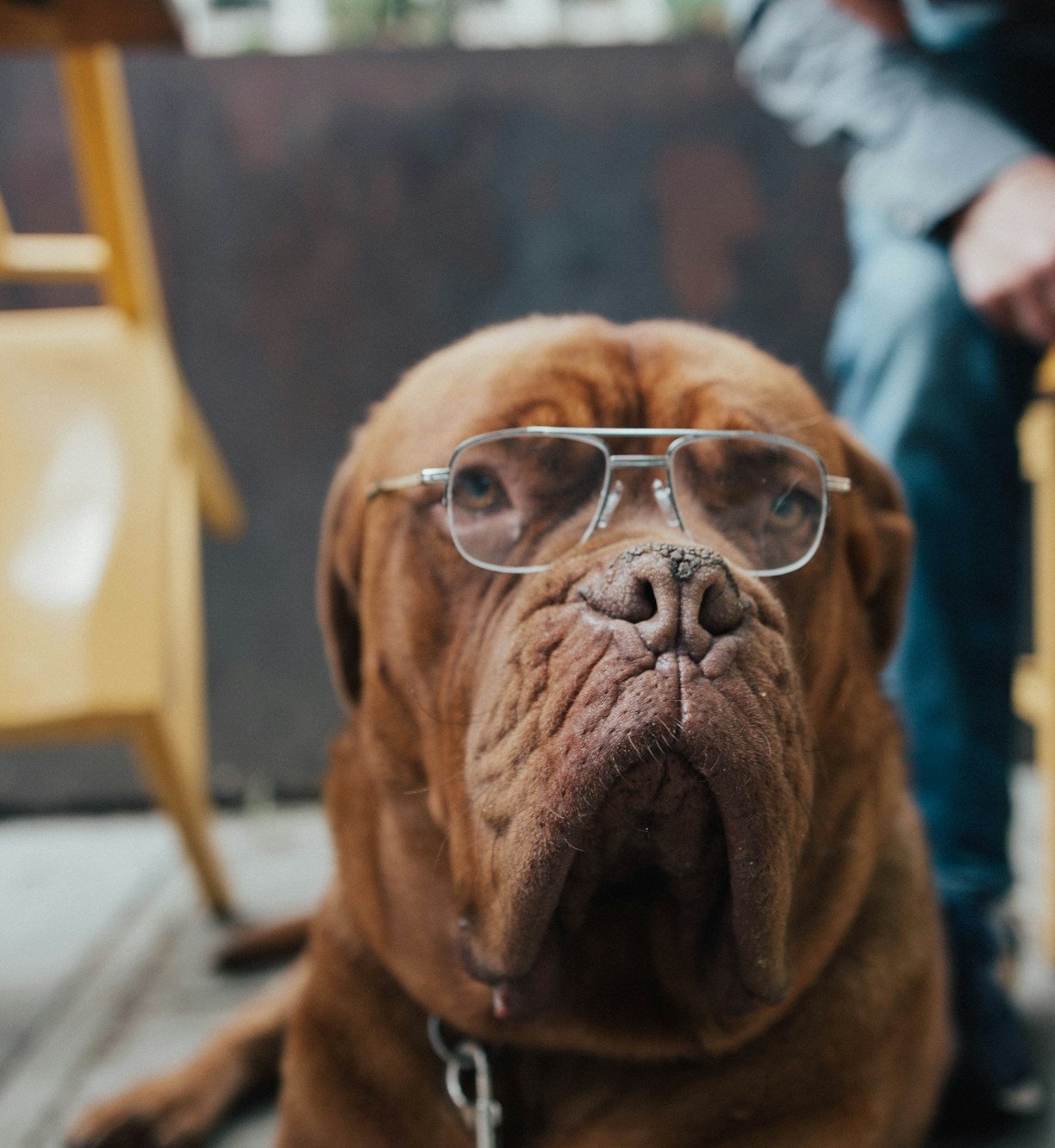 old dog wearing eyeglasses