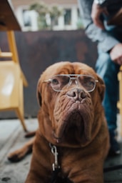 dog wearing eyeglasses
