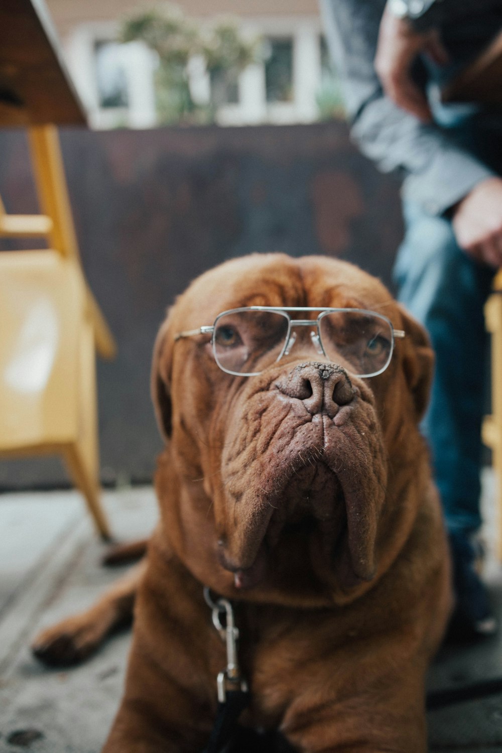 cão usando óculos
