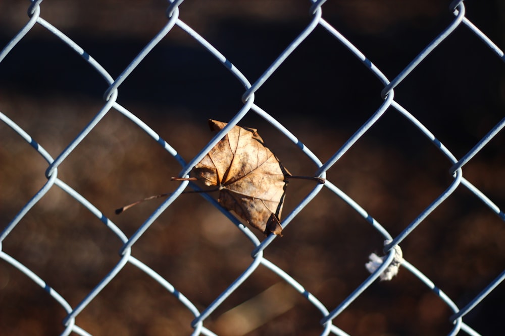 dry leaf on chain link fence