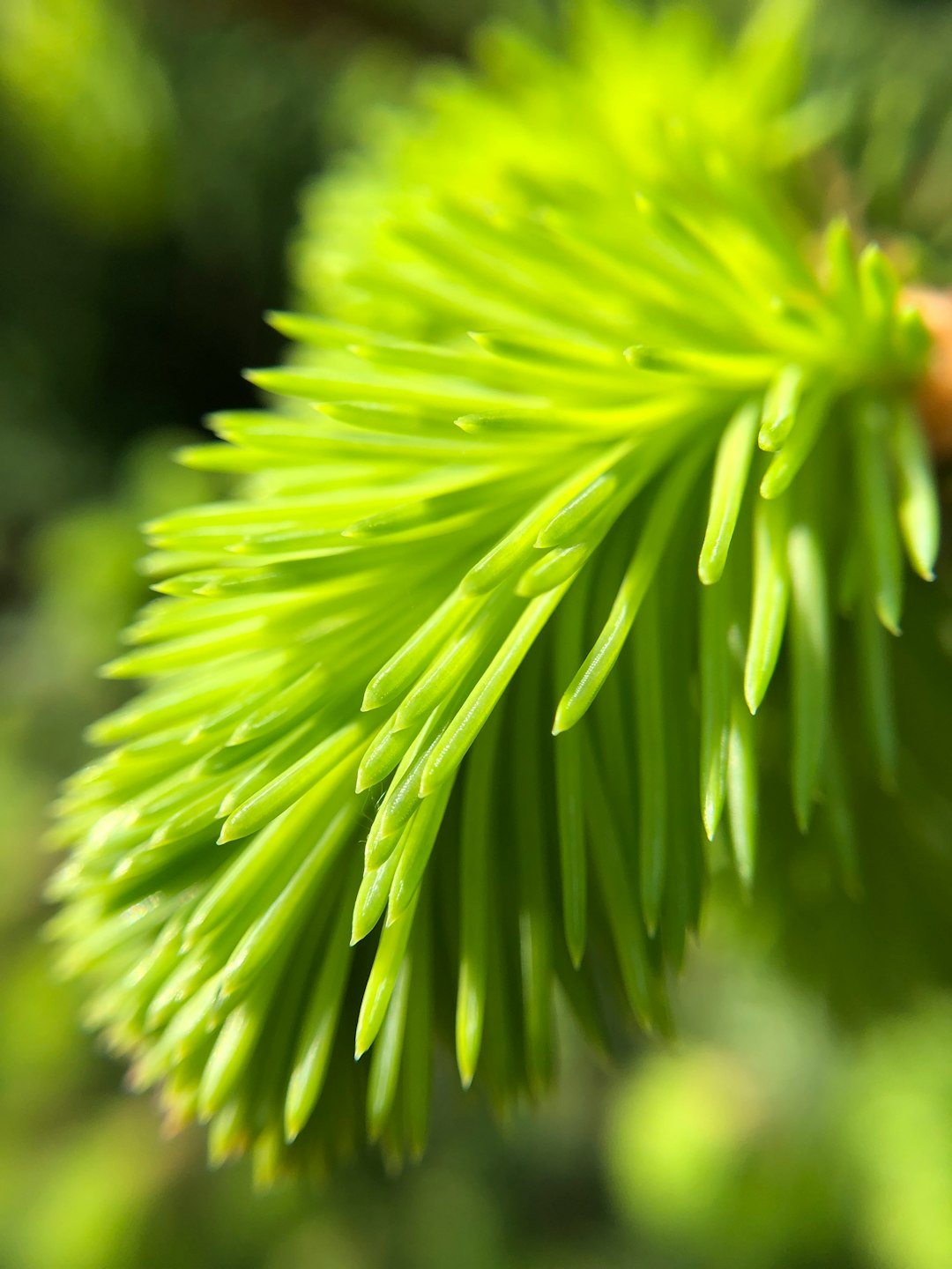 green spiky leaf plant