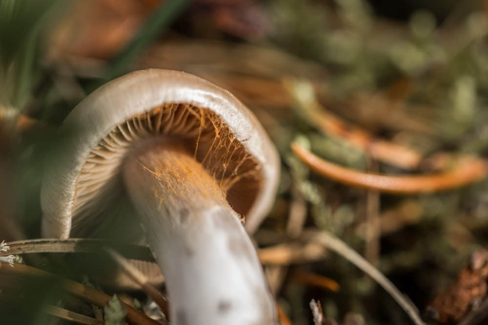 white and brown mushroom near grasses