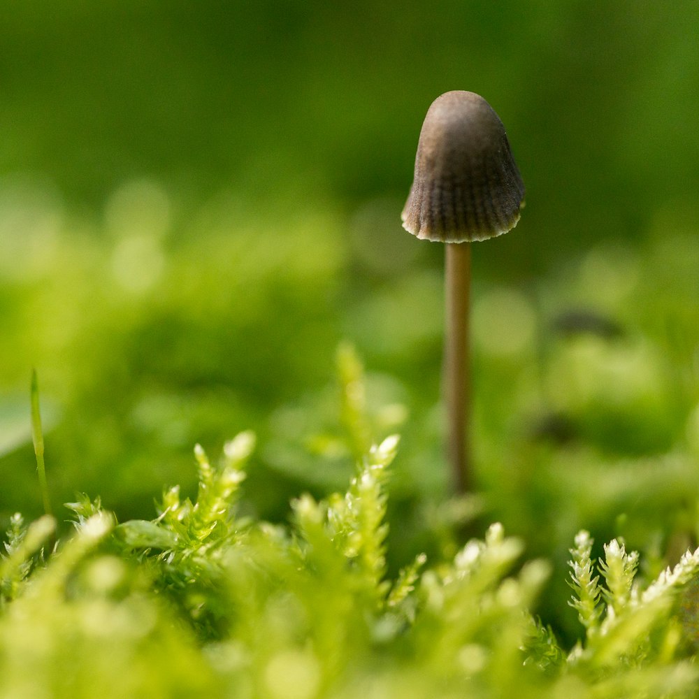 closeup photography of brown mushroom