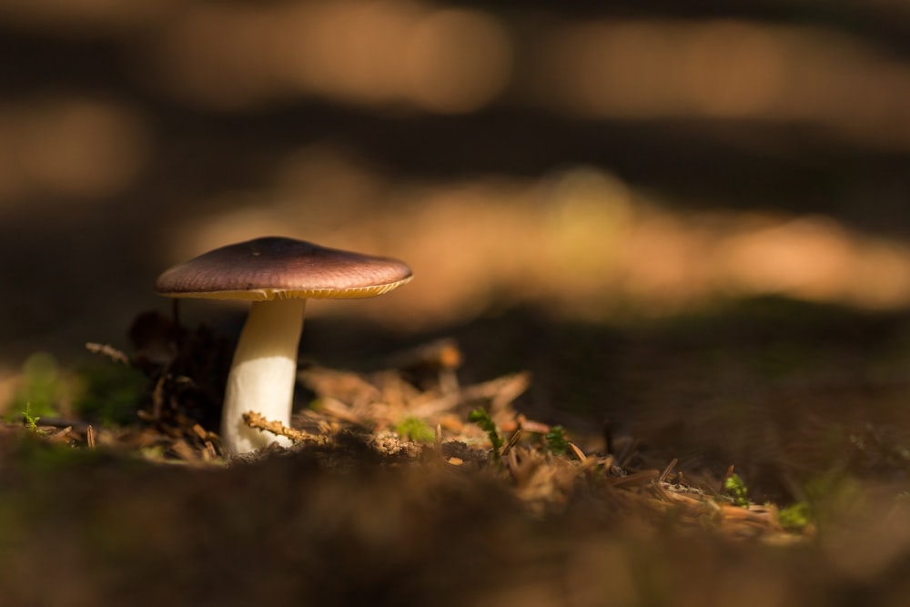 brown and white mushroom on brown ground