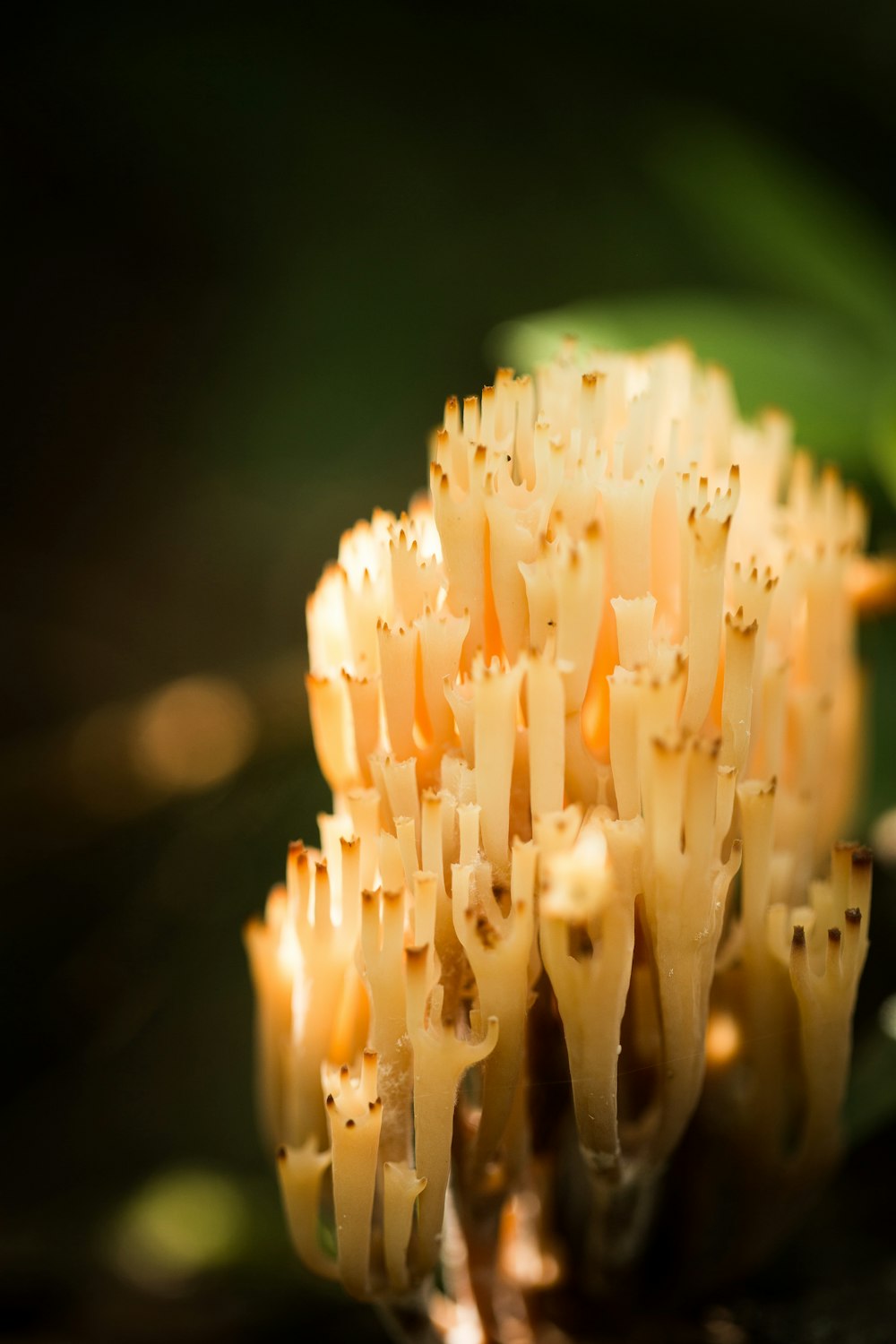 closeup photography of white mushroom