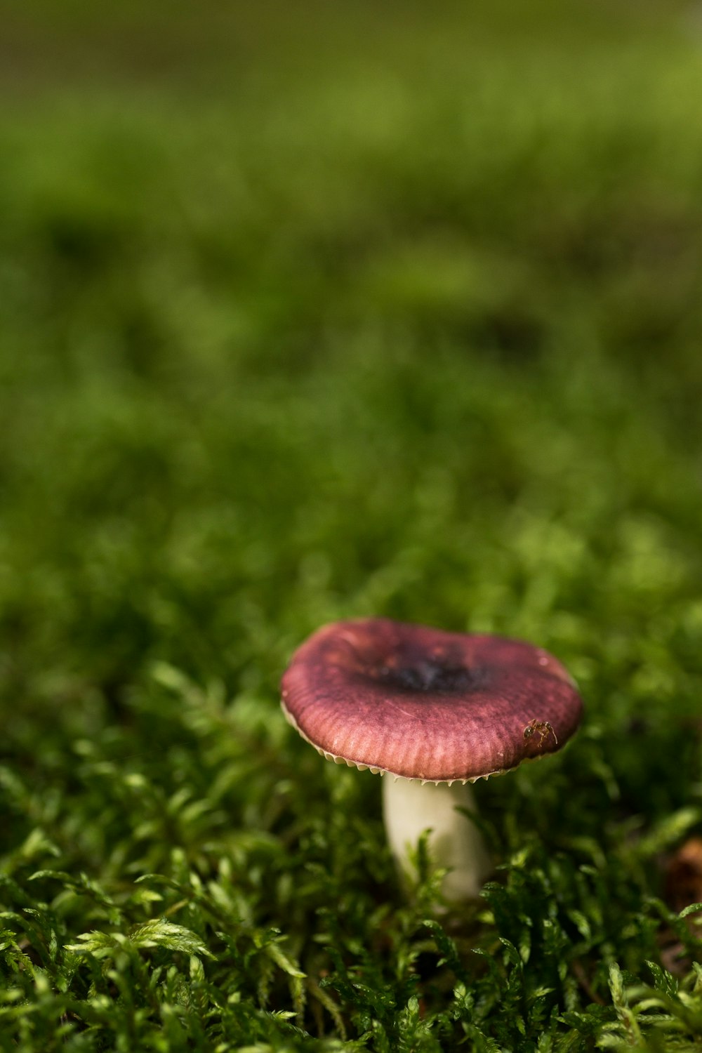 brown mushroom