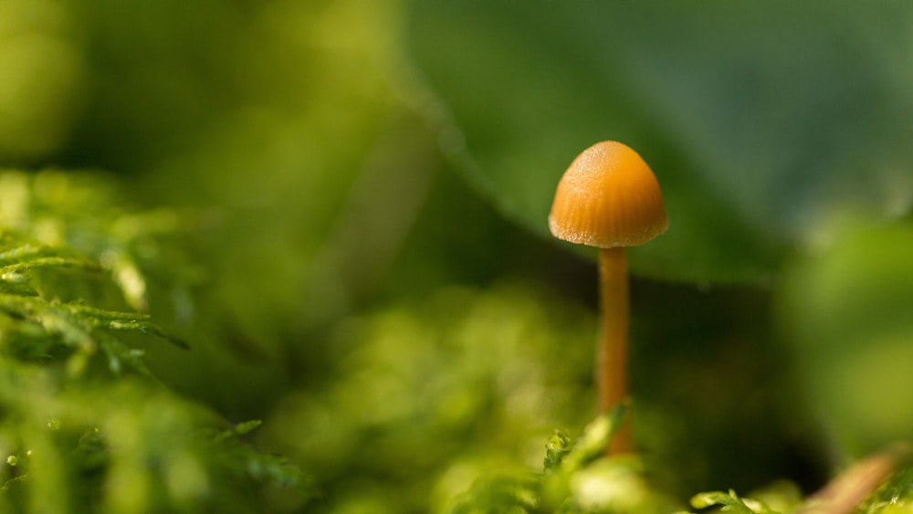 fotografia ravvicinata di fungo marrone