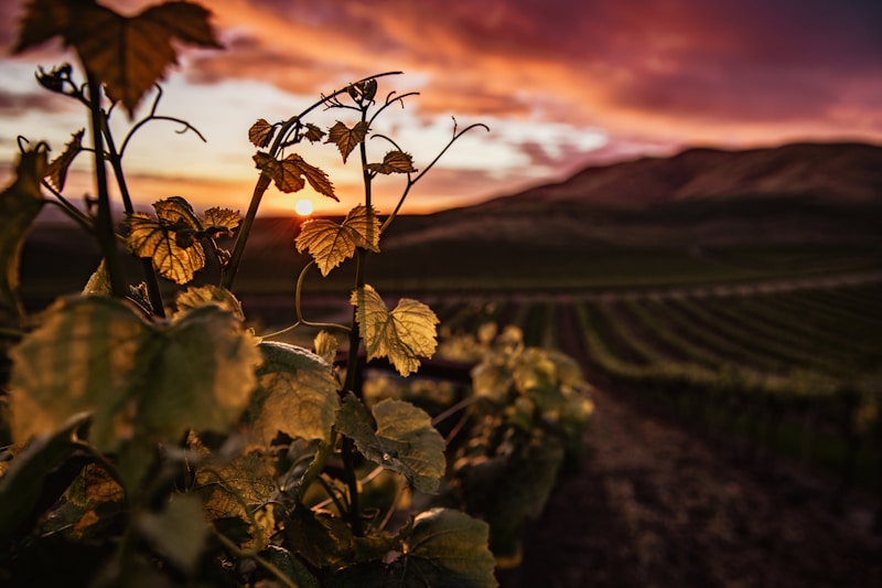 Lush green vineyard rows at Tidecrest