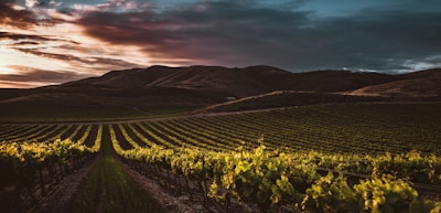 A vineyard spreads across the landscape, with neatly aligned rows of grapevines stretching toward distant, rolling hills. The sky above is filled with dramatic clouds illuminated by the vibrant colors of a sunset, casting a warm glow over the scene.