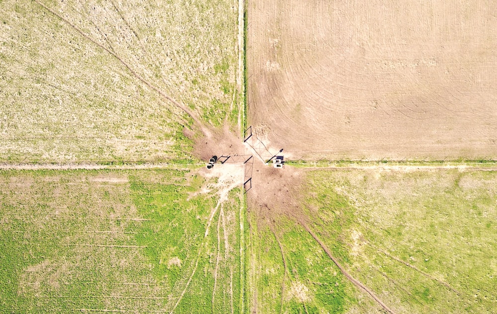 a group of animals standing on top of a lush green field