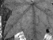 A monochrome macro shot revealing the fine details of a leaf’s veins and surface.