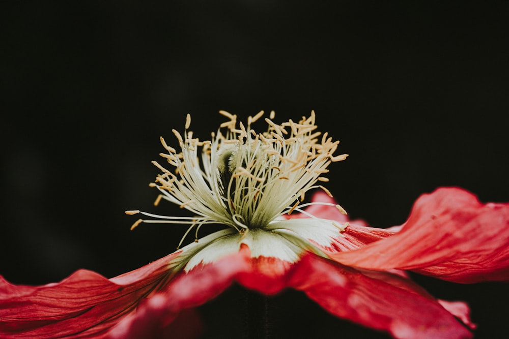 red petaled flower