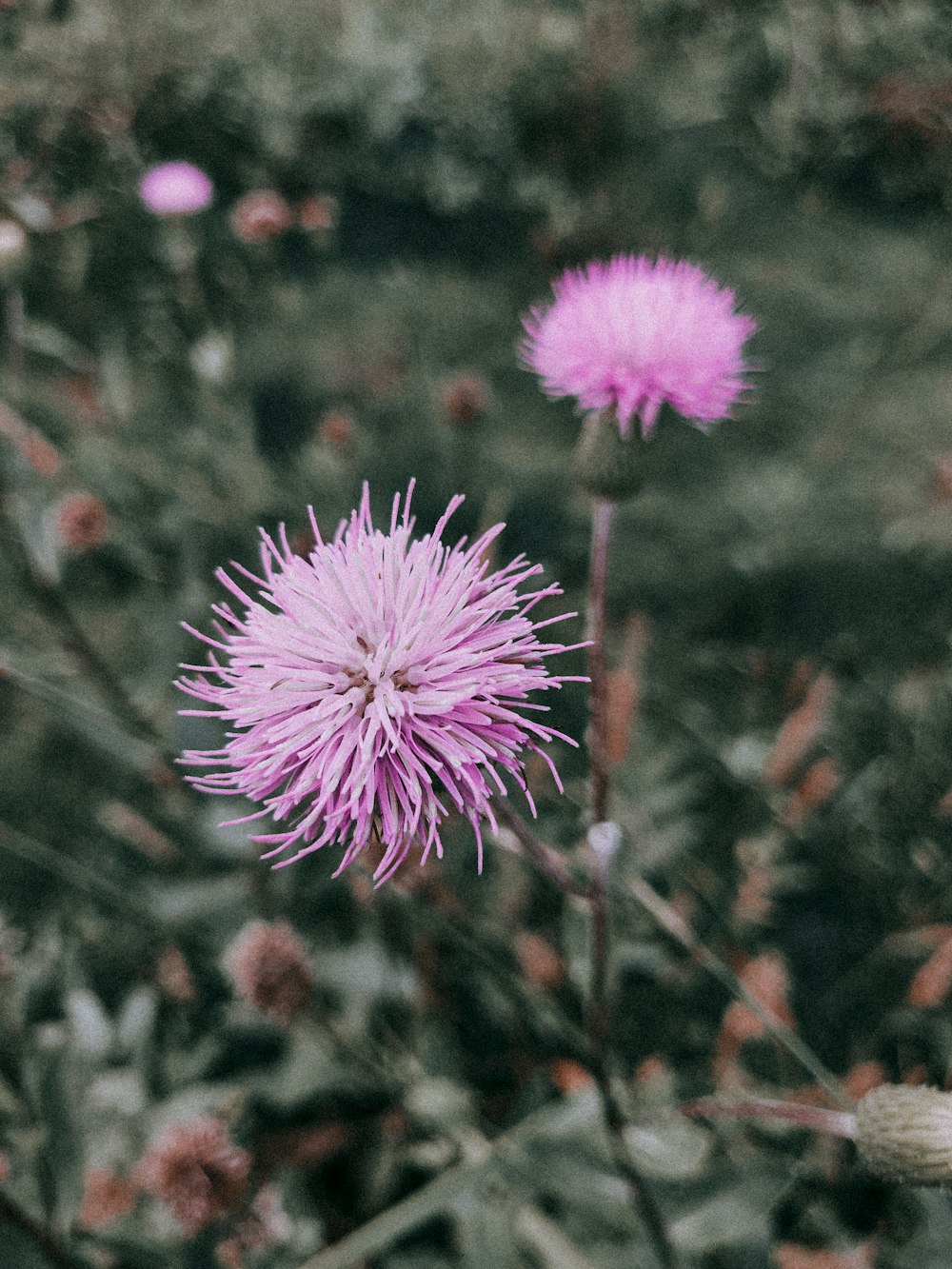 pink cluster flower in close-up photography