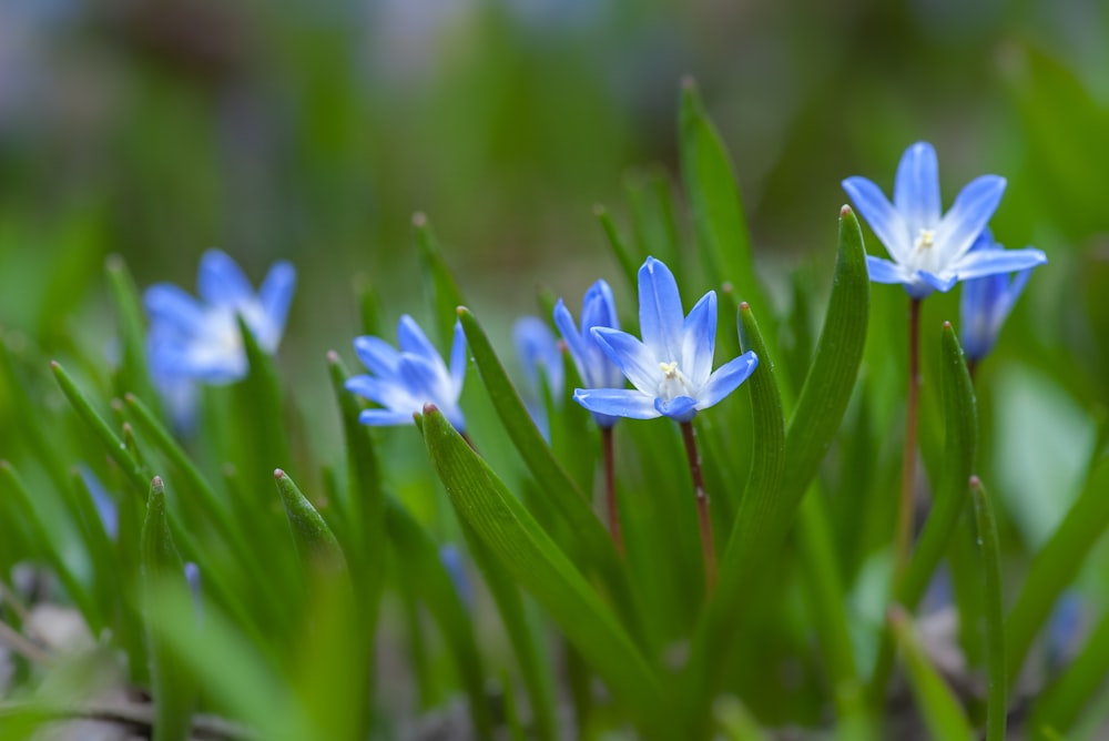 fleurs à pétales bleus et blancs épanouies