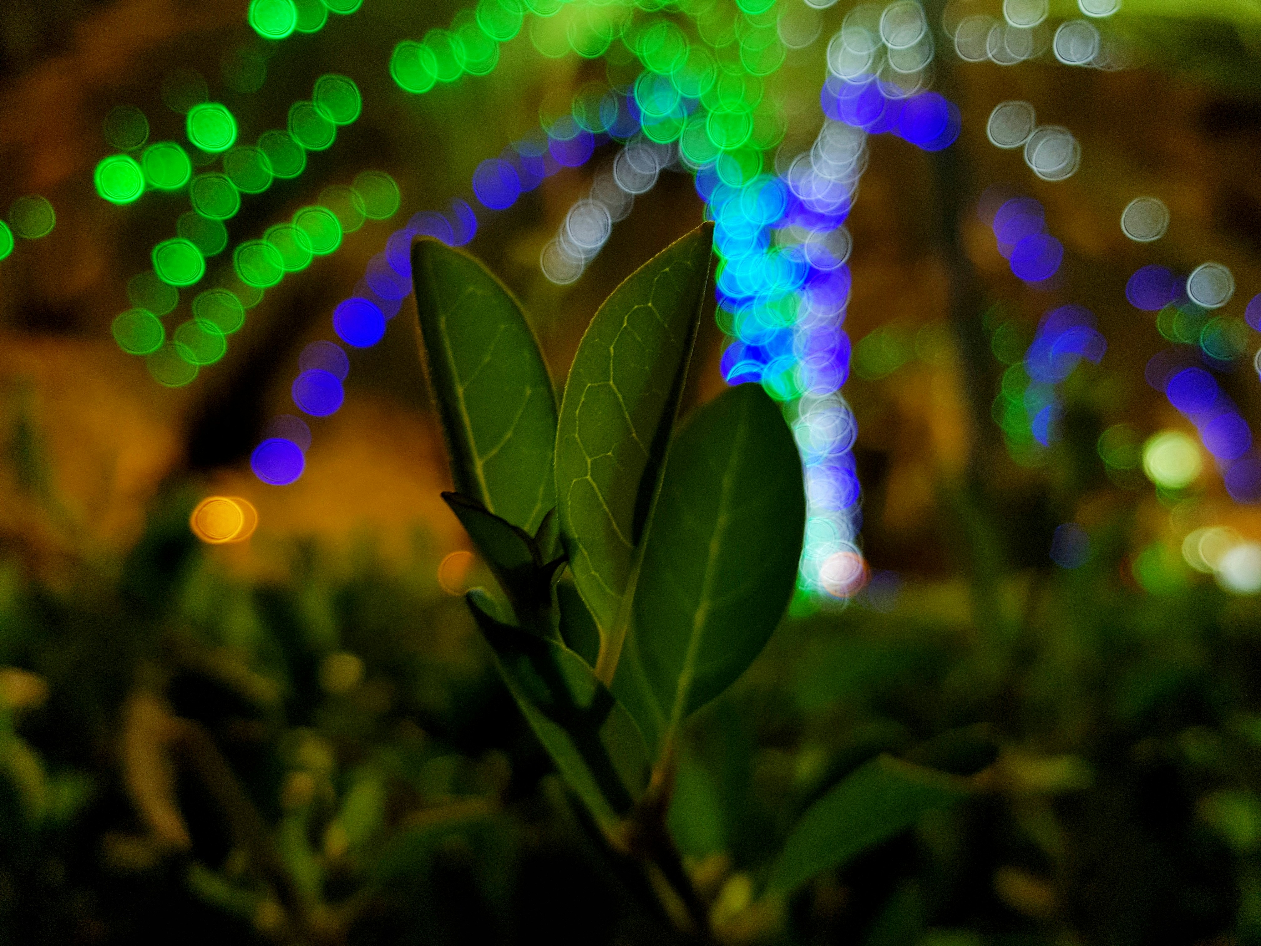 Microgreens thriving under LED grow lights, showcasing vibrant green leaves and healthy growth.