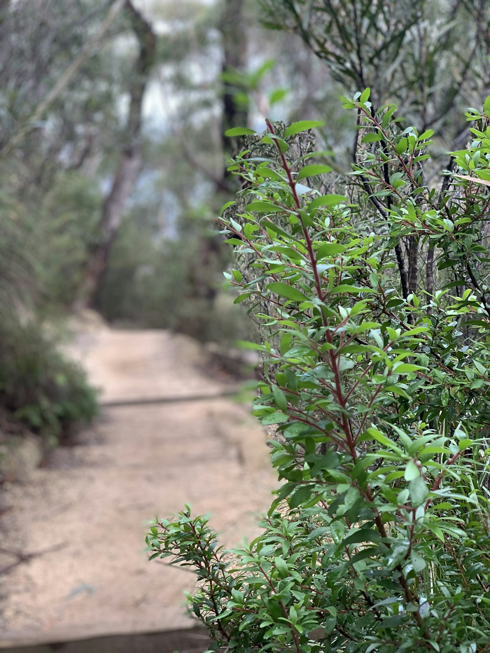 green-leafed plant