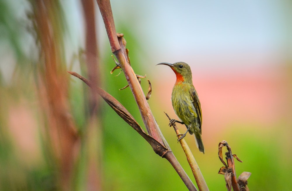 green bird birching on plant