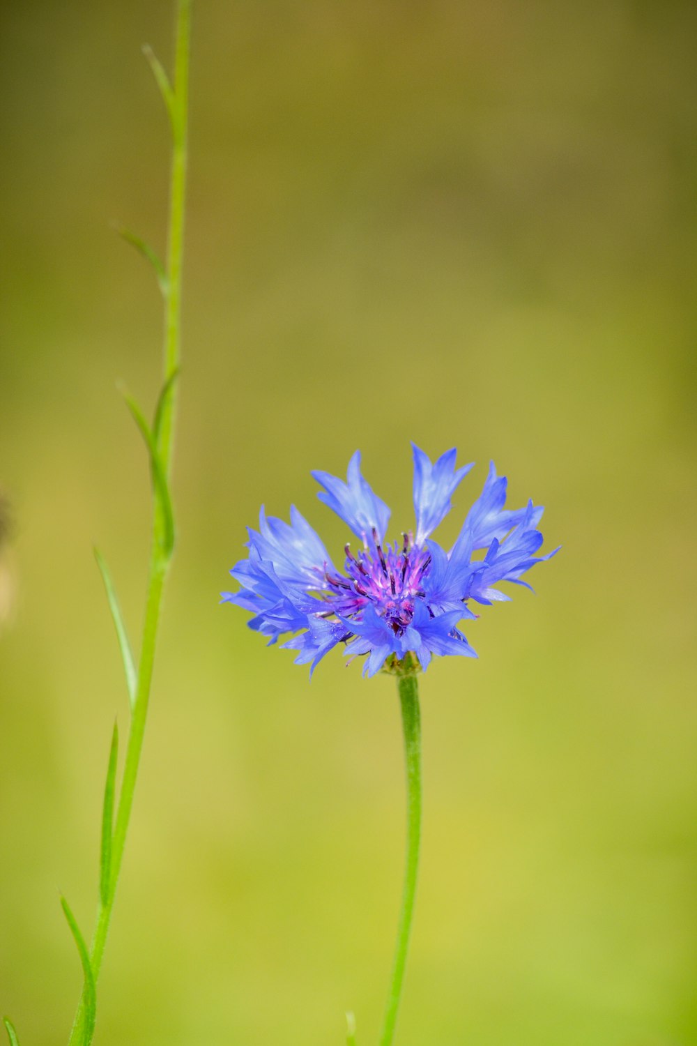 blue petaled flower