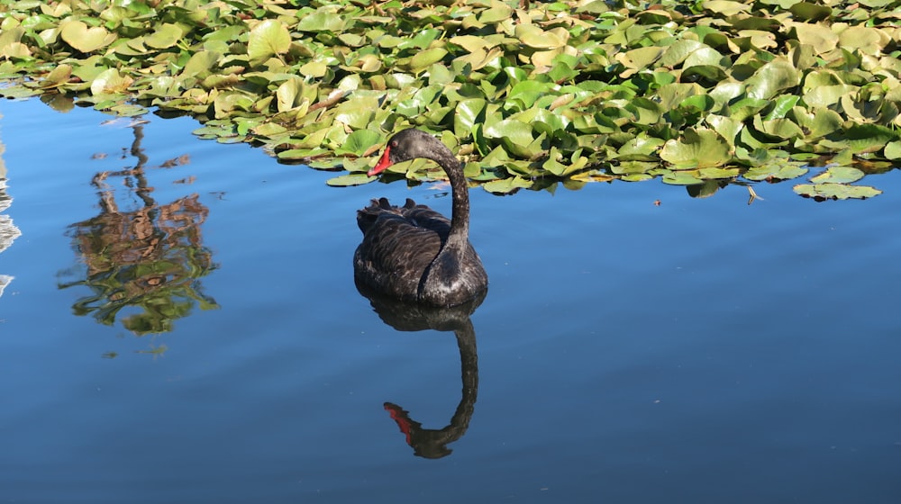 black duck on lake