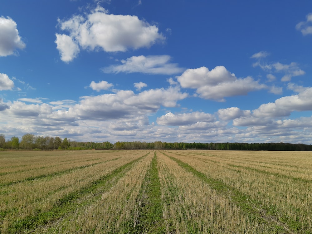 grass field