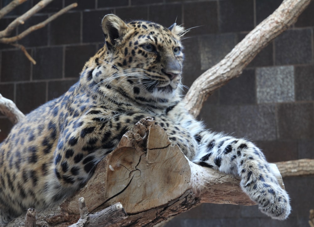 leopard on branch